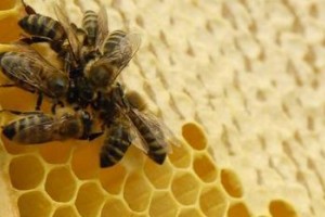 Почему кристаллизуется мёд